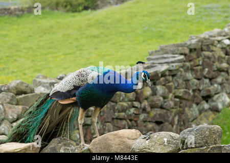 Elegante uccello indiano multicolore di pavone in piedi su una parete di pietra calcarea in campagna. Foto Stock