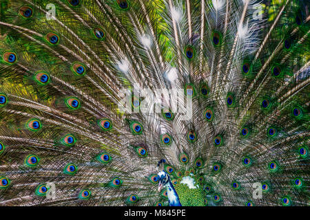 Bella peacock mostra il suo coloratissimo coda completamente aperto Foto Stock