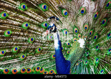 Bella peacock mostra il suo coloratissimo coda completamente aperto Foto Stock
