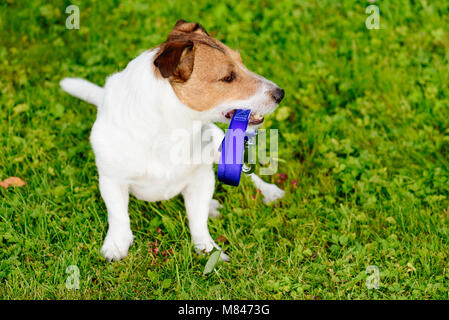 Cane tenendo il guinzaglio in bocca guardando copia spazio verde con sfondo di erba Foto Stock