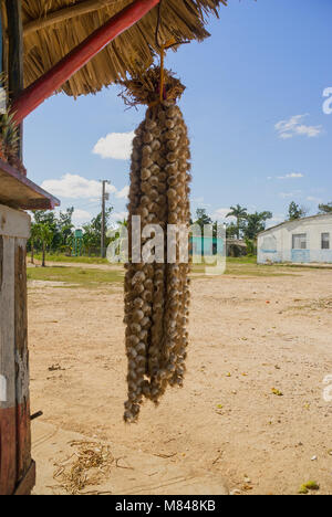 Appeso a una fune un mazzetto di cipolline fresche Foto Stock