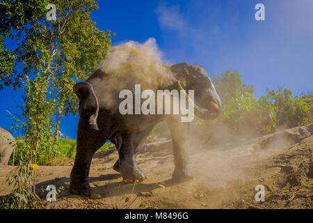 Il giovane elefante a piedi vicino la riva del fiume nella natura, nella giungla di elefante santuario, durante una splendida giornata di sole con un cielo blu in Chiang Thailandia Foto Stock