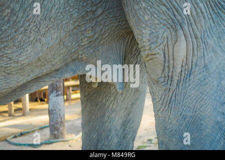 Close up della messa a fuoco selettiva delle mammelle di elefante in una giungla Santuario in Chiang Mai durante una giornata di sole Foto Stock