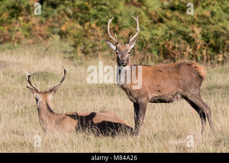 Coppia di cervi rossi selvatici nel Regno Unito stracci al sole d'autunno (Cervus elaphus) isolati insieme, campagna britannica uno in piedi, uno seduto in erba lunga. Fauna selvatica. Foto Stock