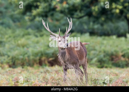 Vista frontale dello stag di cervi rossi (Cervus elaphus) selvatico agitato, in piedi isolati in erba lunga con sfondo boscoso nella stagione autunnale. Foto Stock