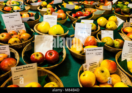 Vecchie cultivar tedesche di mele in cesti a mostra: Malmedyer Gold parmane, Hornchury, Pancake mela, Inverno oro parmane, Hornchury Foto Stock