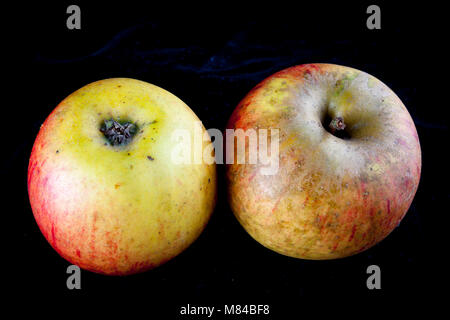 Antico tedesco Apple Cultivar Goldparmäne Foto Stock