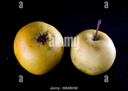 Antico tedesco Apple Cultivar Ernst Bosch Foto Stock