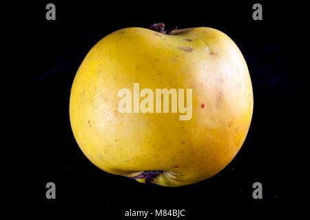 Antico tedesco Apple Cultivar Ernst Bosch Foto Stock