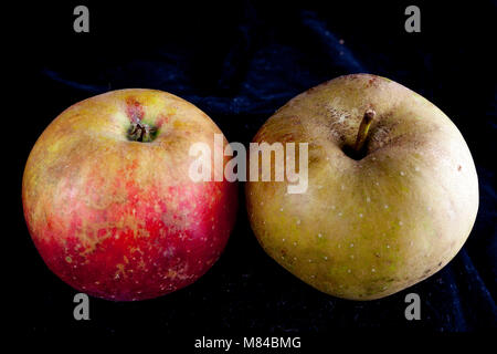 Antico tedesco Apple Cultivar Boskop Foto Stock