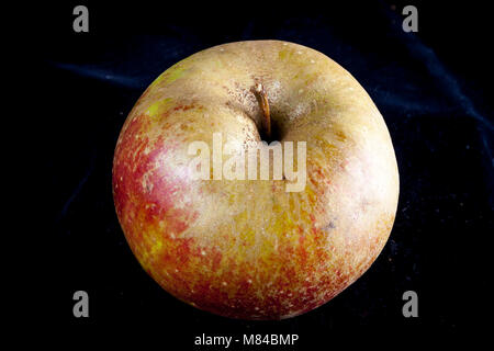 Antico tedesco Apple Cultivar Boskop Foto Stock