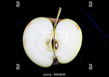 Antico tedesco Apple Cultivar Boskop Foto Stock