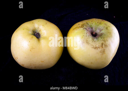 Antico tedesco Apple Cultivar Rheinlandapfel Schicks Foto Stock