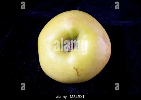 Antico tedesco Apple Cultivar Rheinlandapfel Schicks Foto Stock