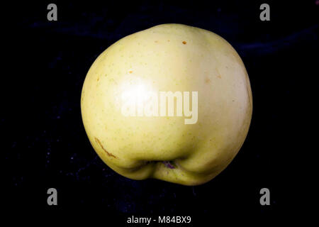 Antico tedesco Apple Cultivar Rheinlandapfel Schicks Foto Stock