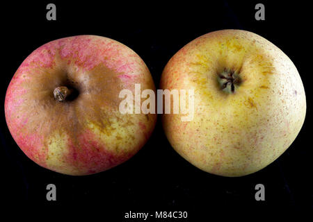 Antico tedesco Apple Cultivar Großer Rheinischer Bohnapfel Foto Stock