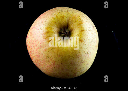 Antico tedesco Apple Cultivar Großer Rheinischer Bohnapfel Foto Stock