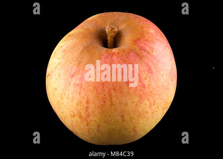 Antico tedesco Apple Cultivar Großer Rheinischer Bohnapfel Foto Stock