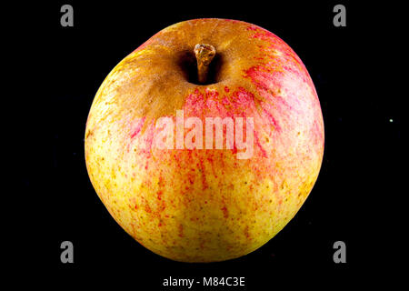 Antico tedesco Apple Cultivar Großer Rheinischer Bohnapfel Foto Stock