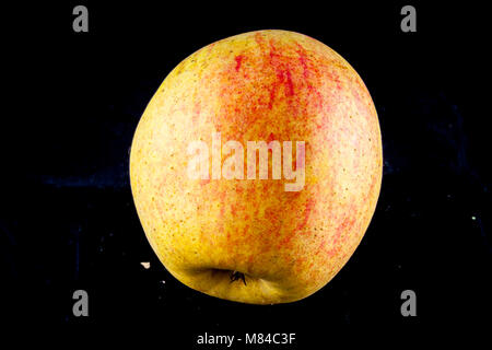 Antico tedesco Apple Cultivar Großer Rheinischer Bohnapfel Foto Stock