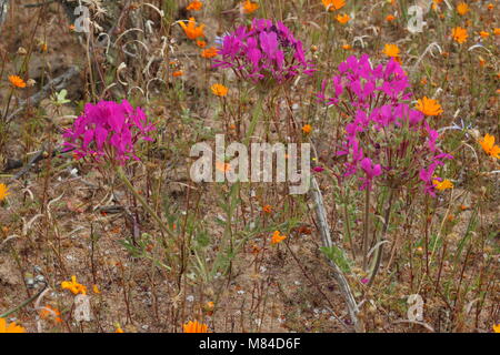 Pelargonium incrassatum Foto Stock