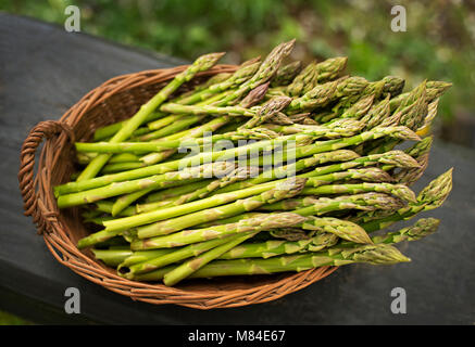 Gli asparagi. Asparagi freschi. Gli asparagi verdi nel cestello. Foto Stock
