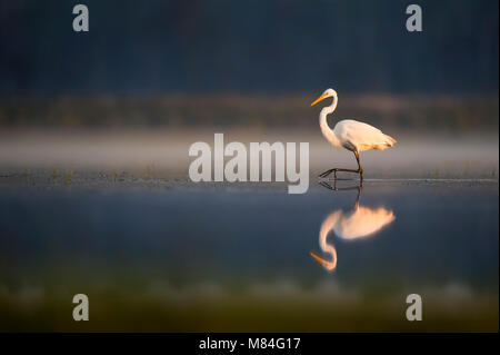 Un elegante Airone bianco maggiore wades attraverso la calma secche come i primi raggi di sole risplendere sul white bird. Foto Stock