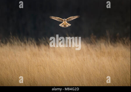 Un Northern Harrier Vola di fronte a uno sfondo scuro su un campo di morbida erba marrone. Foto Stock