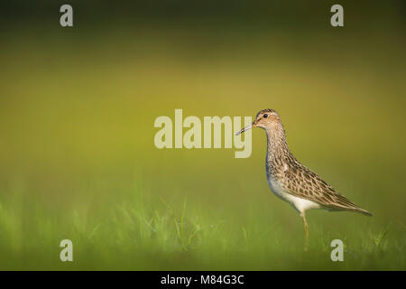 Una Pectoral Sandpiper sorge nella luminosa verde erba con un fondo liscio su una mattina di sole. Foto Stock