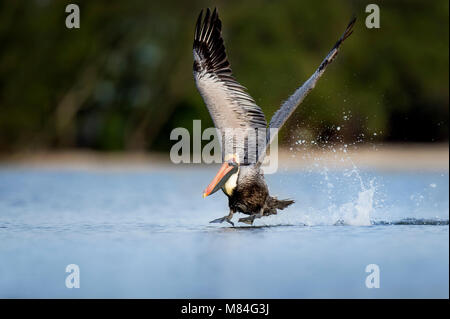 Un adulto Brown Pelican decolla dall'acqua con le sue grandi ali in aria e un sacco di schizzi in acqua. Foto Stock