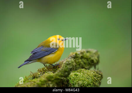 Un giallo brillante Prothonotary Trillo appollaiato su un verde registro di muschio con un buon sfondo verde. Foto Stock