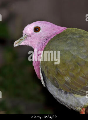 Testa rosa colomba di frutta (ptilinopus porphyreus) Foto Stock