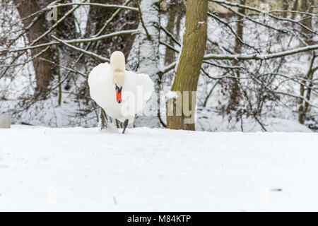 Bellissimo cigno in inverno sulla neve. La foresta e gli alberi su sfondo. Nice big White Swan. Foto Stock