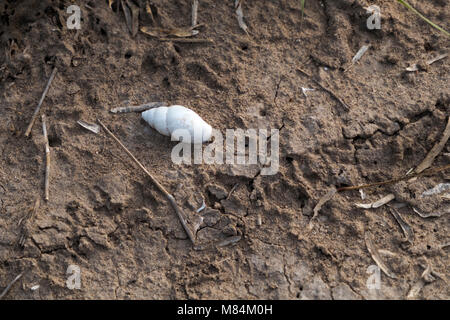 Lumaca terrestre in un campo aperto vicino Weslaco, Texas. Foto Stock