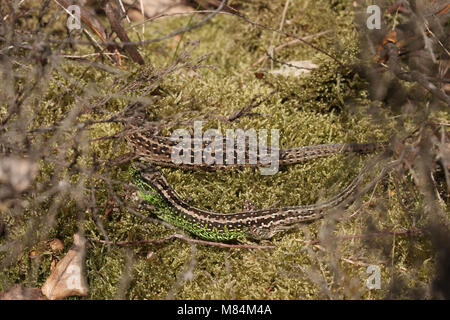 Maschio e femmina sabbia lucertole, Lacerta agilis, basking Foto Stock