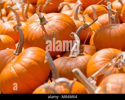 Un mucchio di zucche mature in una giornata di sole in autunno Foto Stock