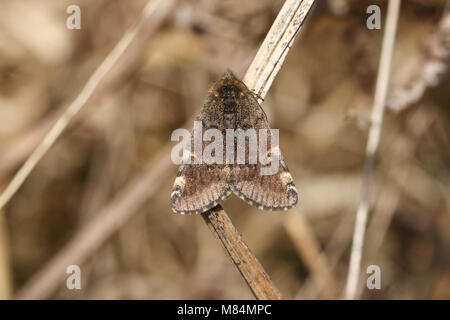 Un bel colore arancione Underwing Moth ( Archiearis parthenias) arroccato su un impianto di stelo. Foto Stock