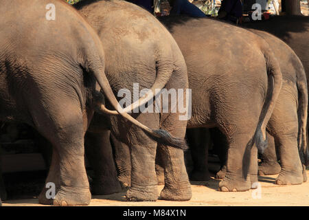 Thailandia, Lampang, Elephant Conservation Centre, elefanti asiatici, Elephas maximus, Foto Stock