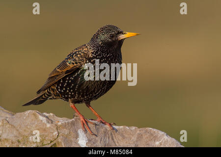 Red lucherino maschio adulto appollaiato Foto Stock