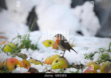 Erithacus rubecula red breasted robin europea in piedi nella neve con mele presi il giorno di Natale 2010 A WATFORD REGNO UNITO Foto Stock