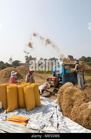 Cambogia - lo stile di vita degli agricoltori la trebbiatura del riso nei campi, Kampong Cham, Cambogia, Asia Foto Stock