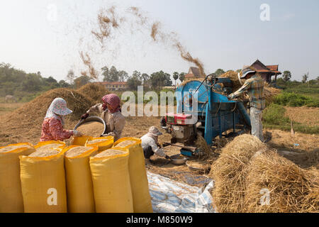 Cambogia - lo stile di vita degli agricoltori la trebbiatura del riso nei campi, Kampong Cham, Cambogia, Asia Foto Stock