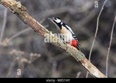 Il picchio rosso maggiore (Dendrocopos major) fortemente allungate il suo collo lungo i rami, nascondendo dal flying hawk. Foto Stock