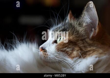 Cat a guardare fuori dalla finestra nella luce. Foto Stock