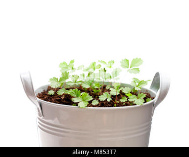 Giovane germoglio germoglio di alpina selvaggia fragola isolati su bianco. Cresciute da semi. Foto Stock