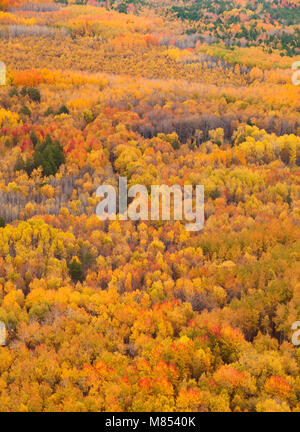 Antenna autunno panoramico vista di una foresta colorati Foto Stock