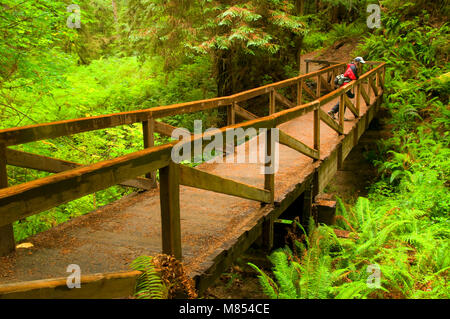 Il sentiero sul ponte di James Irvine Trail, Prairie Creek Redwoods State Park, il Parco Nazionale di Redwood in California Foto Stock