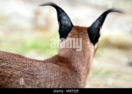 ( Caracal Caracal caracal) nel Drakenstein Lion Park, Klapmuts, Sud Africa. Foto Stock