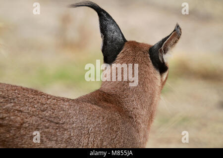 ( Caracal Caracal caracal) nel Drakenstein Lion Park, Klapmuts, Sud Africa. Foto Stock