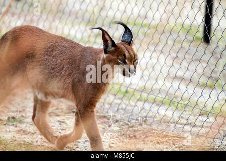 ( Caracal Caracal caracal) nel Drakenstein Lion Park, Klapmuts, Sud Africa. Foto Stock